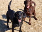 filou et foxy - Labrador Retriever Mâle (2 ans)