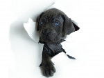 image - Labrador Retriever