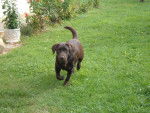 Fisska - Labrador Retriever Femelle (1 an)