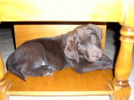 Fisska - Labrador Retriever Femelle (2 mois)