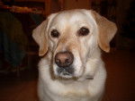 Vanille - Labrador Retriever Femelle (6 ans)