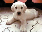 lila - Labrador Retriever Femelle (1 an)