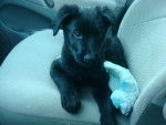 Lara - Labrador Retriever Femelle (5 mois)