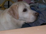 charlie - Labrador Retriever Femelle (10 ans)