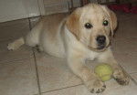 gallia - Labrador Retriever Femelle (6 mois)