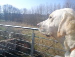 Emma - Labrador Retriever Femelle (3 ans)