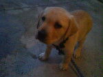 xena - Labrador Retriever Femelle (4 mois)