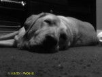 Lucy Sleeping - Labrador Retriever Femelle (4 ans)