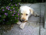 teo - Labrador Retriever Mâle (3 mois)