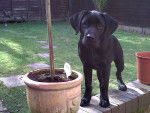 Milo - Labrador Retriever Mâle (8 mois)