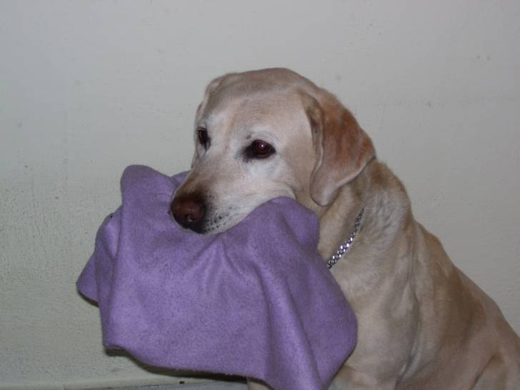 Kiddie - Labrador Retriever Femelle (14 ans)