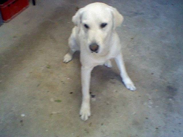 Bisou - Labrador Retriever Mâle (5 ans)