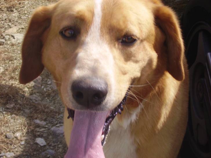 Timsit - Labrador Retriever Mâle