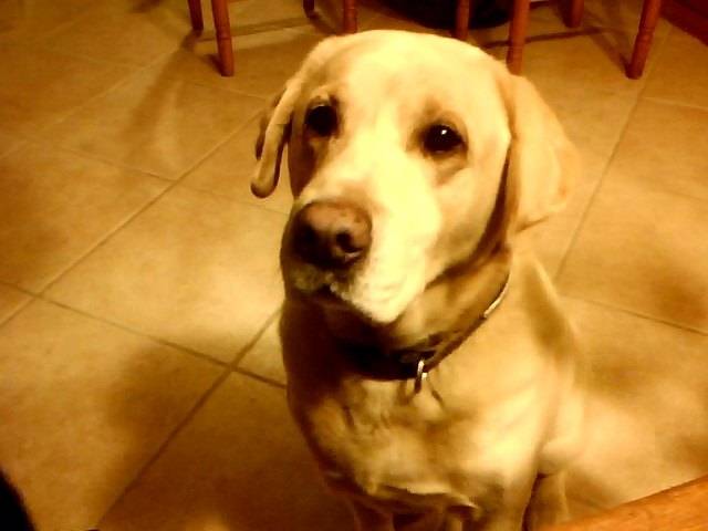 Taffy - Labrador Retriever Mâle (10 ans)