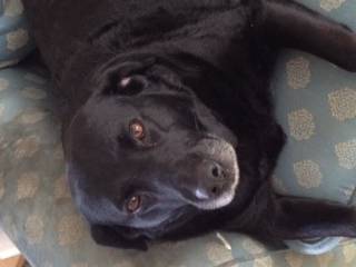 sheba - Labrador Retriever Femelle (7 ans)