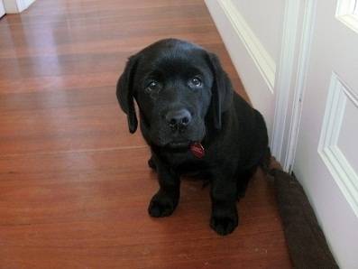 Sirius (Black) - Labrador Retriever Mâle (1 an)