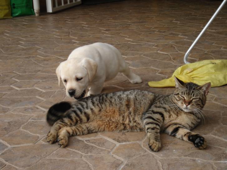 Regaliz - Labrador Retriever Mâle (1 mois)