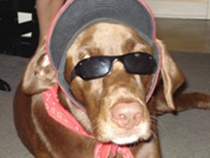 Norton - Labrador Retriever Mâle (4 ans)