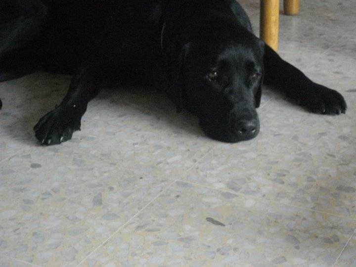 Denzel - Labrador Retriever Mâle (3 ans)