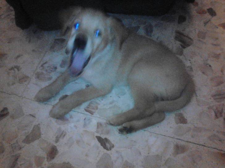 Nerón - Labrador Retriever Mâle (3 mois)