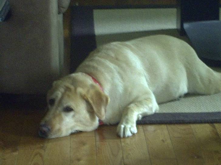 princesse - Labrador Retriever Femelle (8 ans)