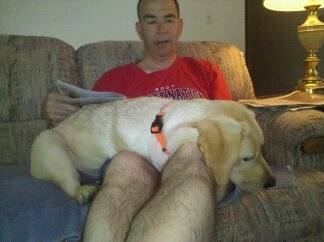 Lily (6) - Labrador Retriever Femelle (1 an)