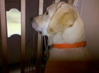 Lily (9) - Labrador Retriever Femelle (1 an)