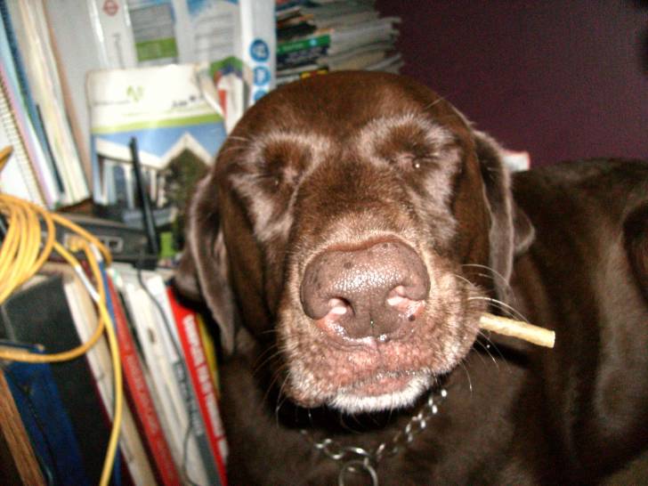 moka - Labrador Retriever Femelle (4 ans)