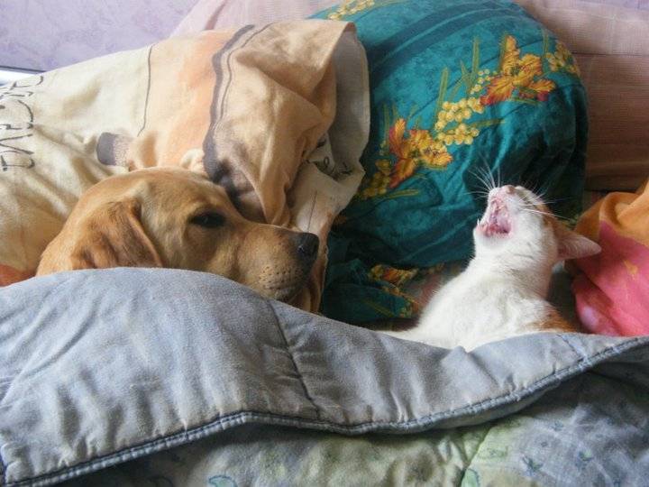 océan - Labrador Retriever Mâle (3 ans)