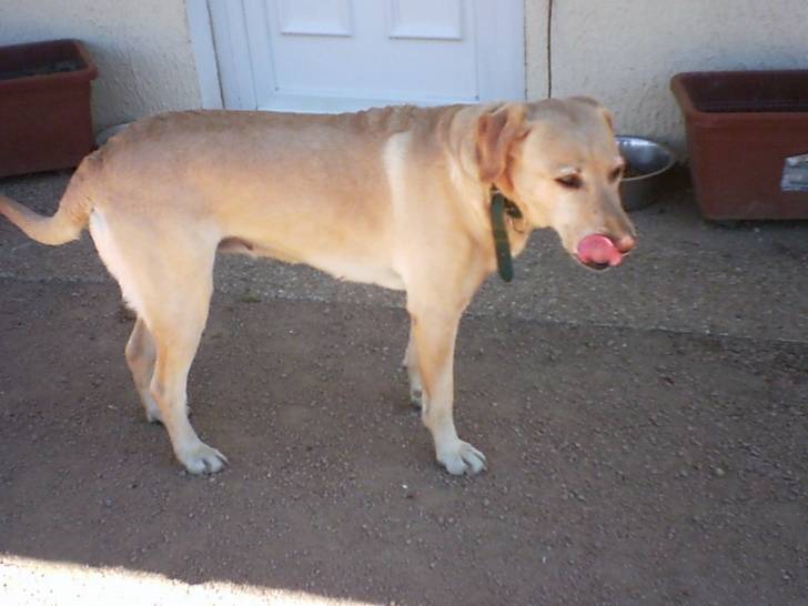 Bianca - Labrador Retriever Femelle (6 ans)