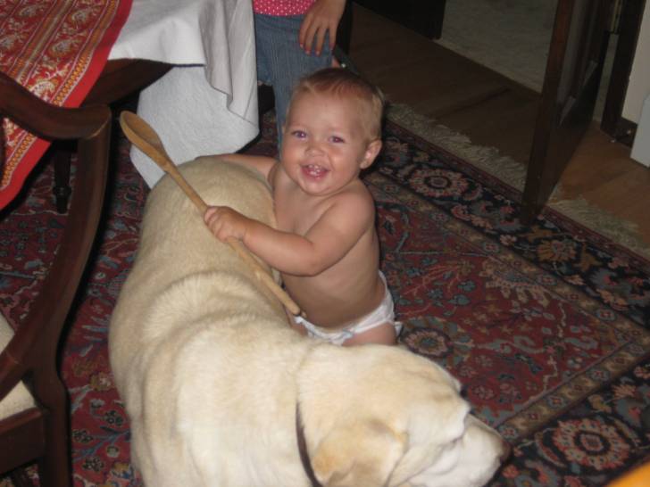 ema - Labrador Retriever Femelle (12 ans)