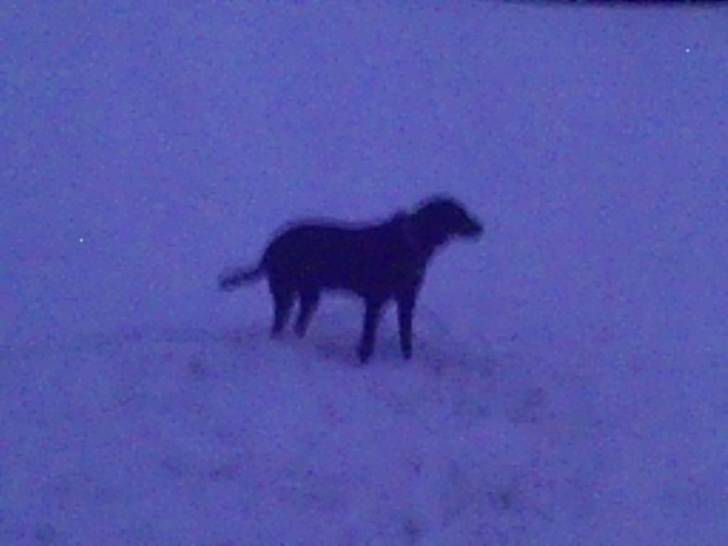 Lady - Labrador Retriever Femelle (3 ans)