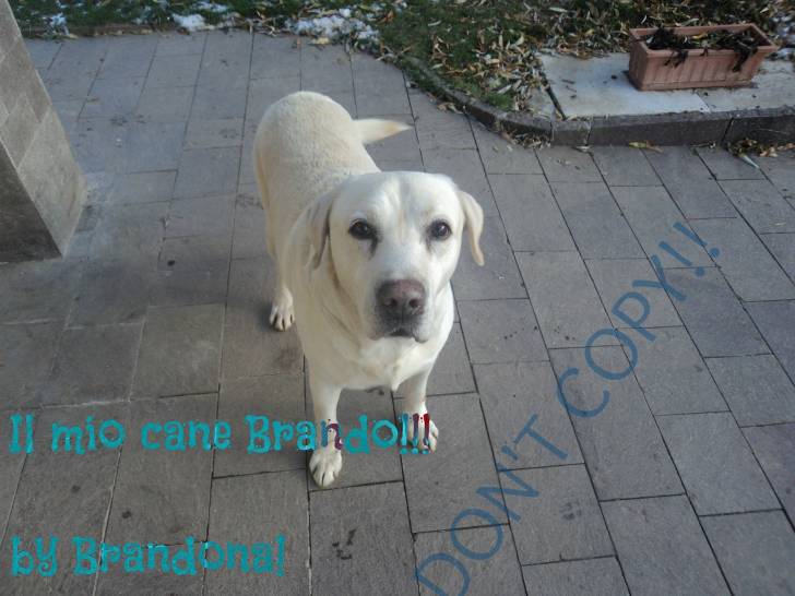 Brando - Labrador Retriever Mâle (8 ans)