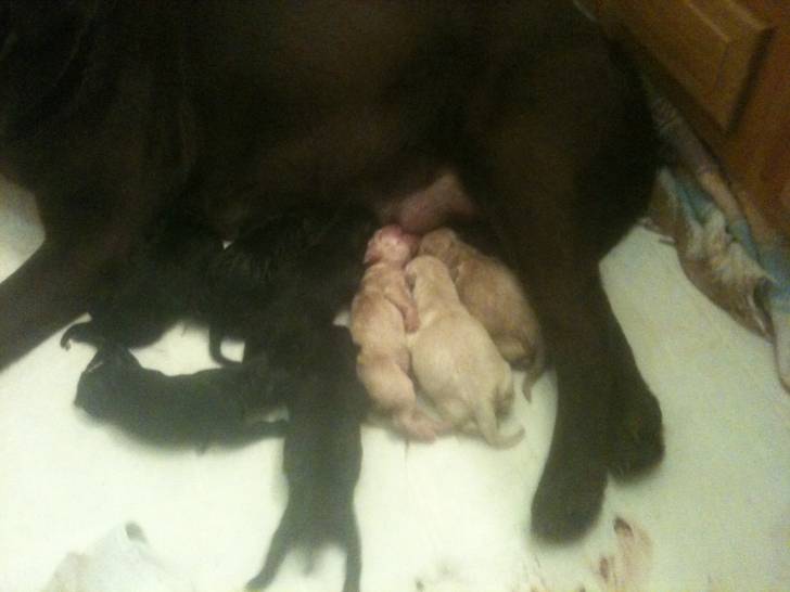 Lyla - Labrador Retriever Femelle (3 ans)