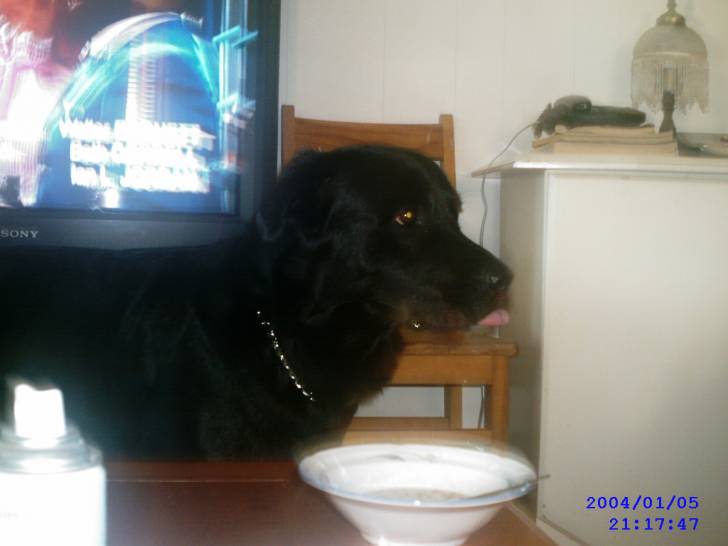 alyson - Labrador Retriever Mâle (2 ans)