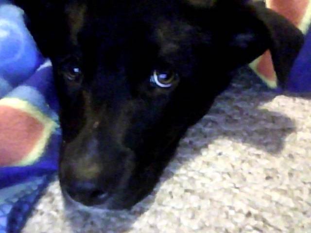 Andie - Labrador Retriever Mâle (1 an)