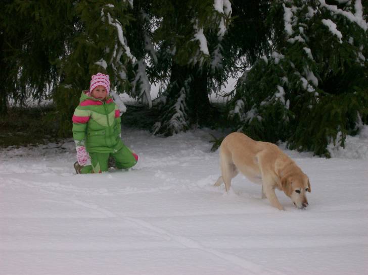 ally - Labrador Retriever Femelle