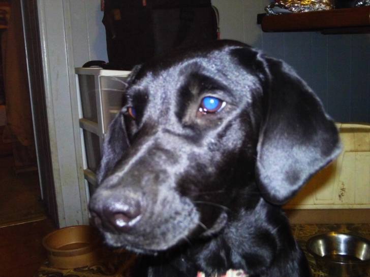abbie - Labrador Retriever Femelle (11 mois)