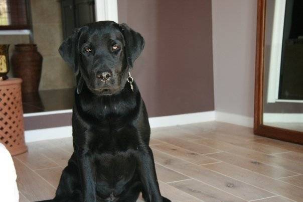 Duke de la Croix d'Albâtre - Labrador Retriever Mâle (2 ans)
