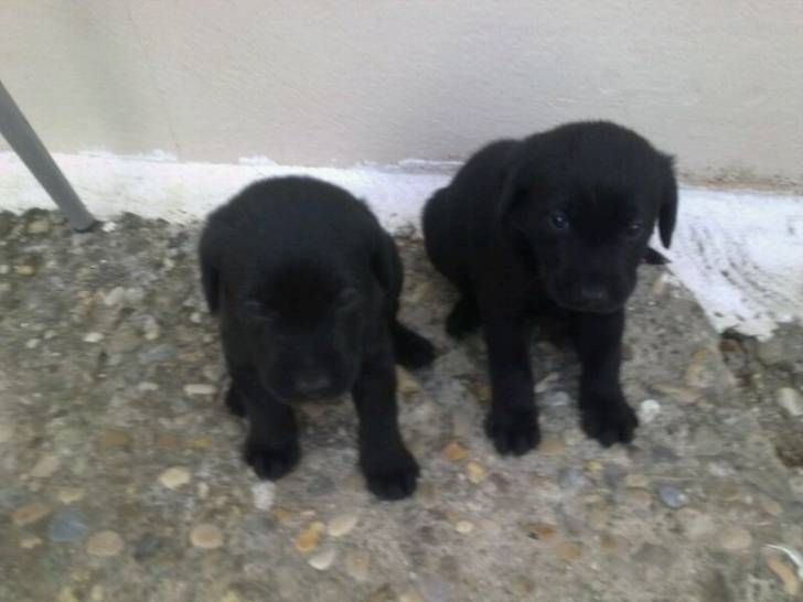 Dama y Rex - Labrador Retriever (1 mois)