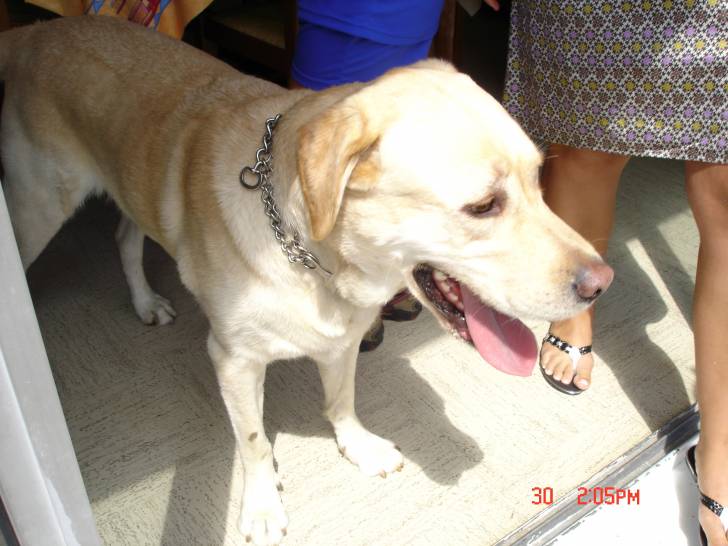 Max - Labrador Retriever Mâle (4 ans)