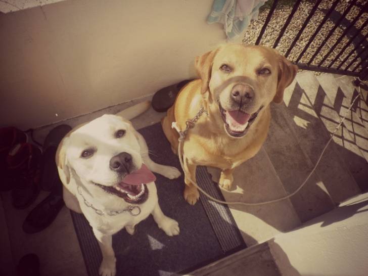 Bayou et Habby - Labrador Retriever