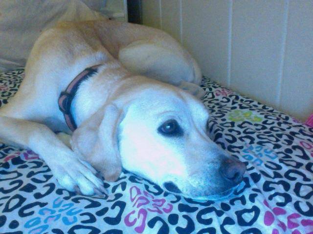 Sadie - Labrador Retriever Femelle (3 ans)