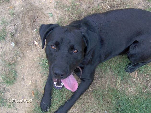 hulice - Labrador Retriever Mâle (3 ans)