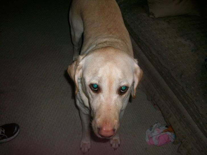 Tucker - Labrador Retriever Mâle (7 ans)
