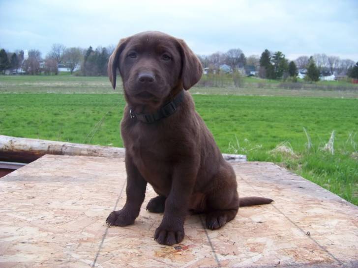 Layla - Labrador Retriever Femelle (4 mois)