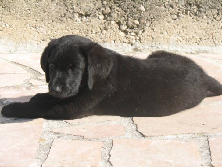 berlingo - Labrador Retriever