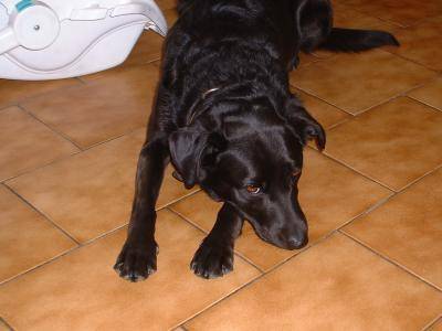 chipie ma cheris - Labrador Retriever