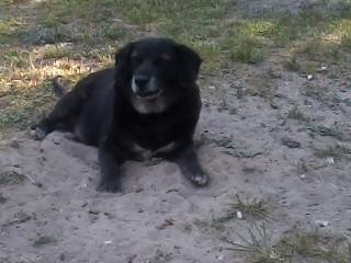 Rex - Labrador Retriever Mâle (13 ans)
