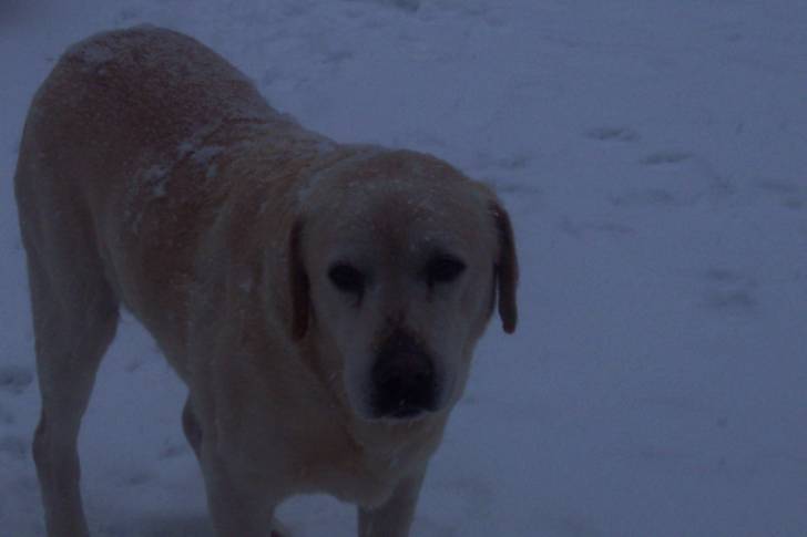 Joy - Labrador Retriever Mâle (12 ans)